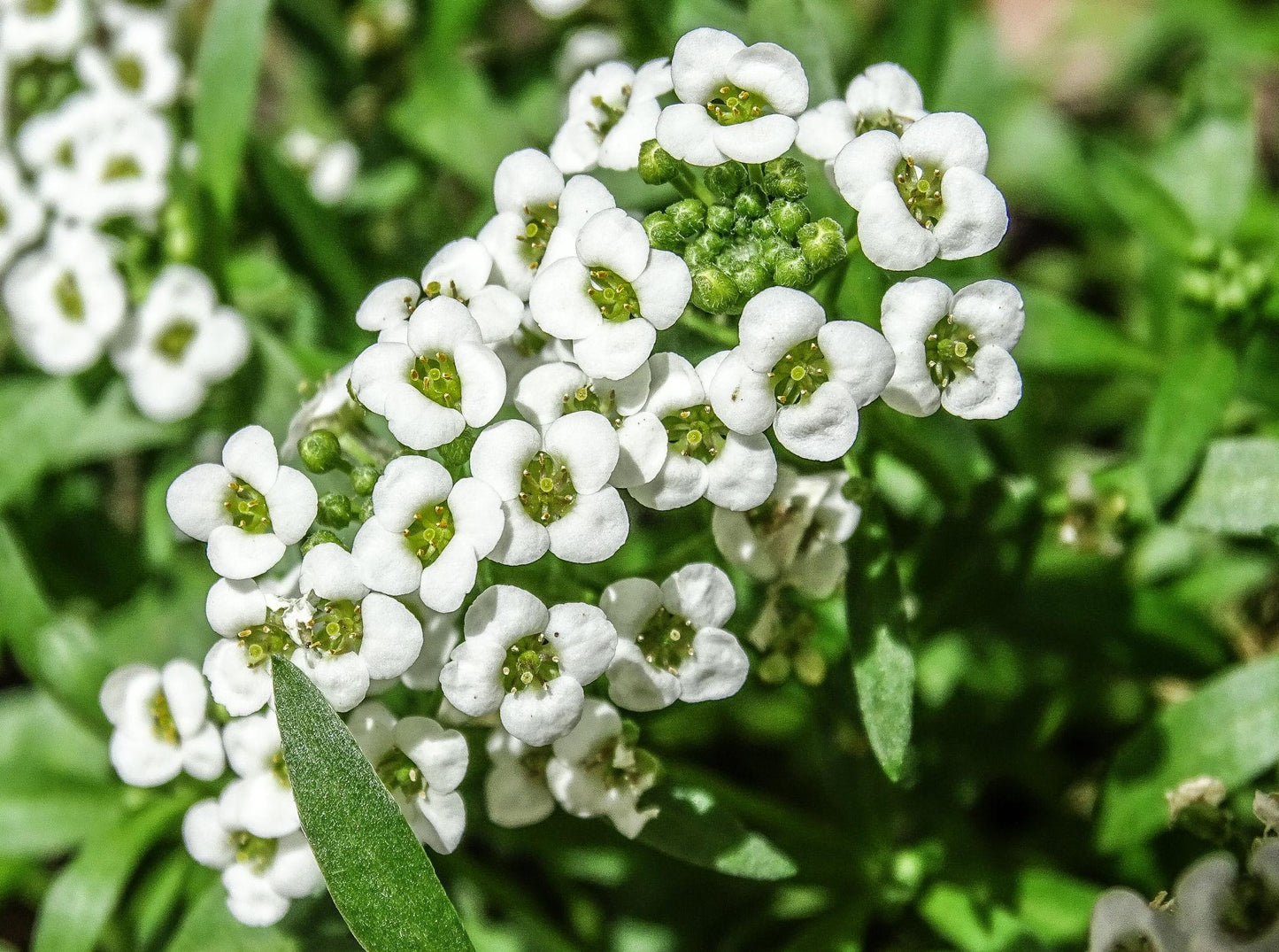 Lobularia Maritima (White Sweet Alyssum