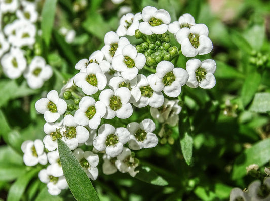 Lobularia Maritima (White Sweet Alyssum