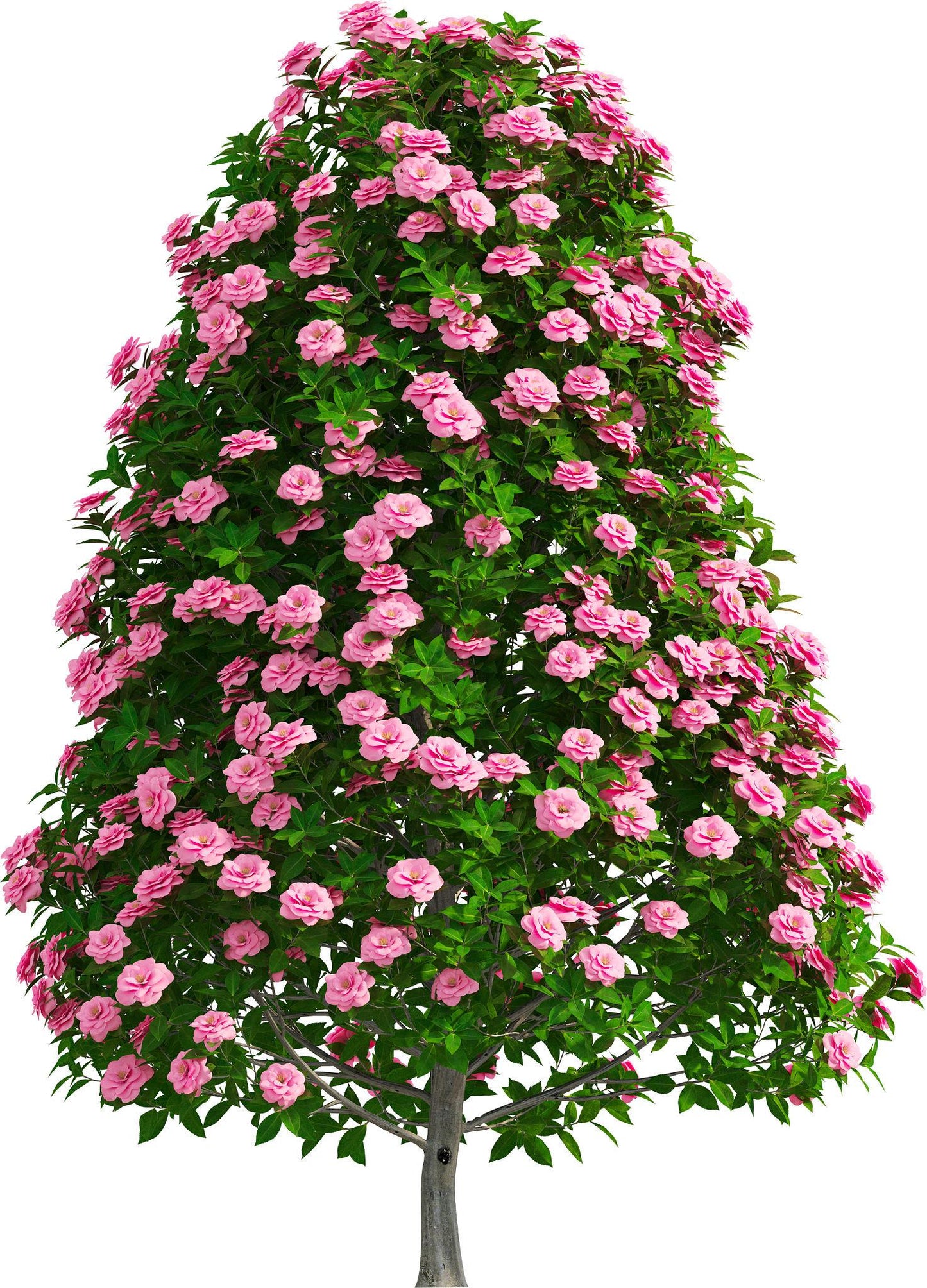Camellia Sasanqua (Sasanqua Camellia)