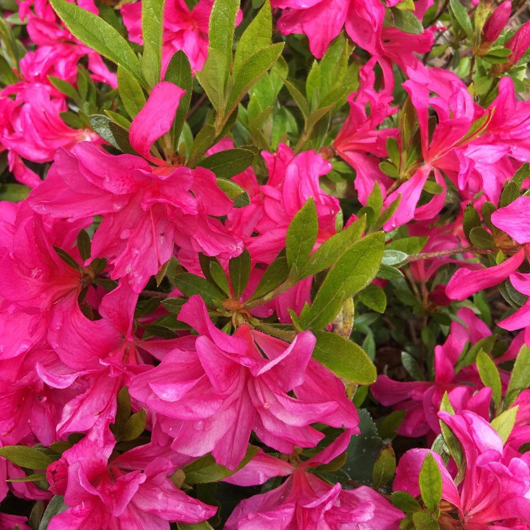 Rhododendron indicum (Rose King Azalea)