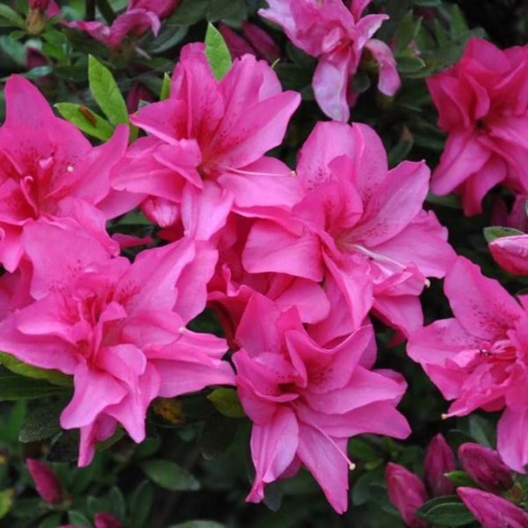 Rhododendron indicum (Rose King Azalea)