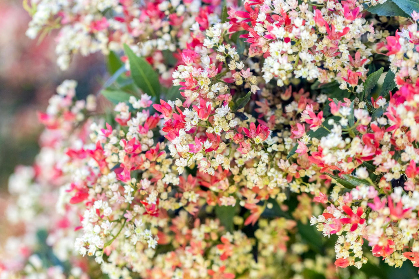 Ceratopetalum Gummiferum (New South Wales Christmas Bush)