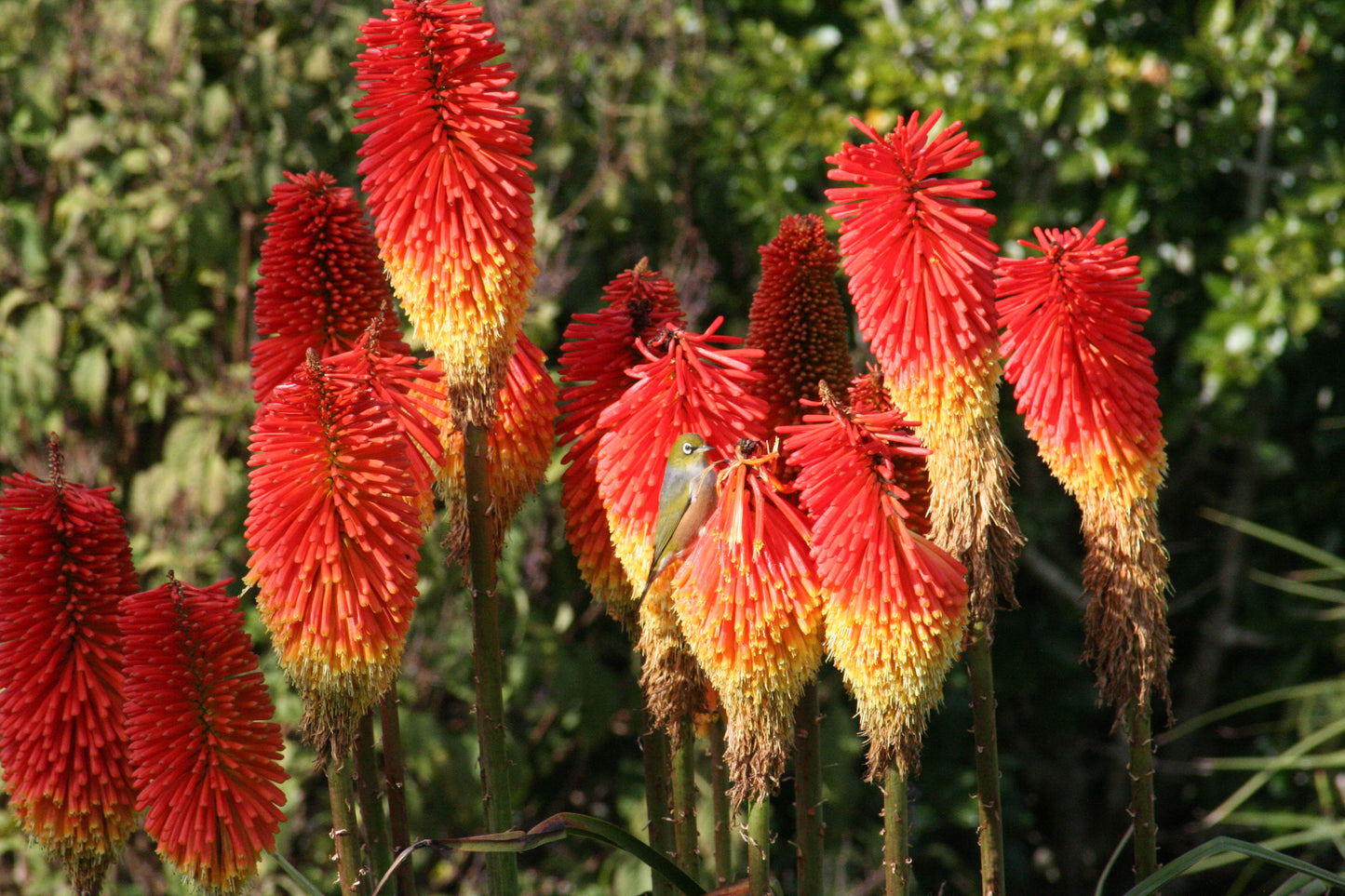 Kniphofia 'Winter Cheer' (Red-Hot Poker)