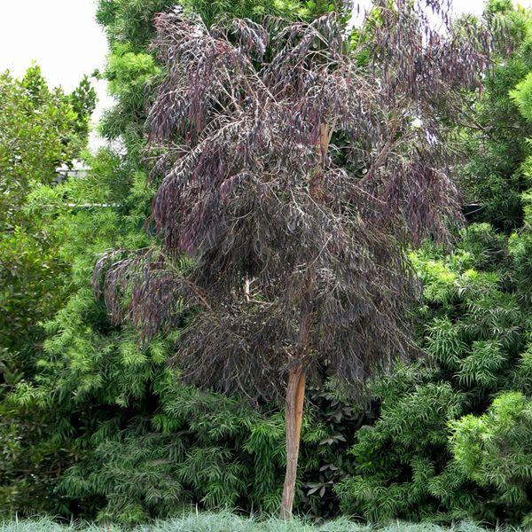Agonis Flexuosa ‘After Dark’ (Black Willow Myrtle)