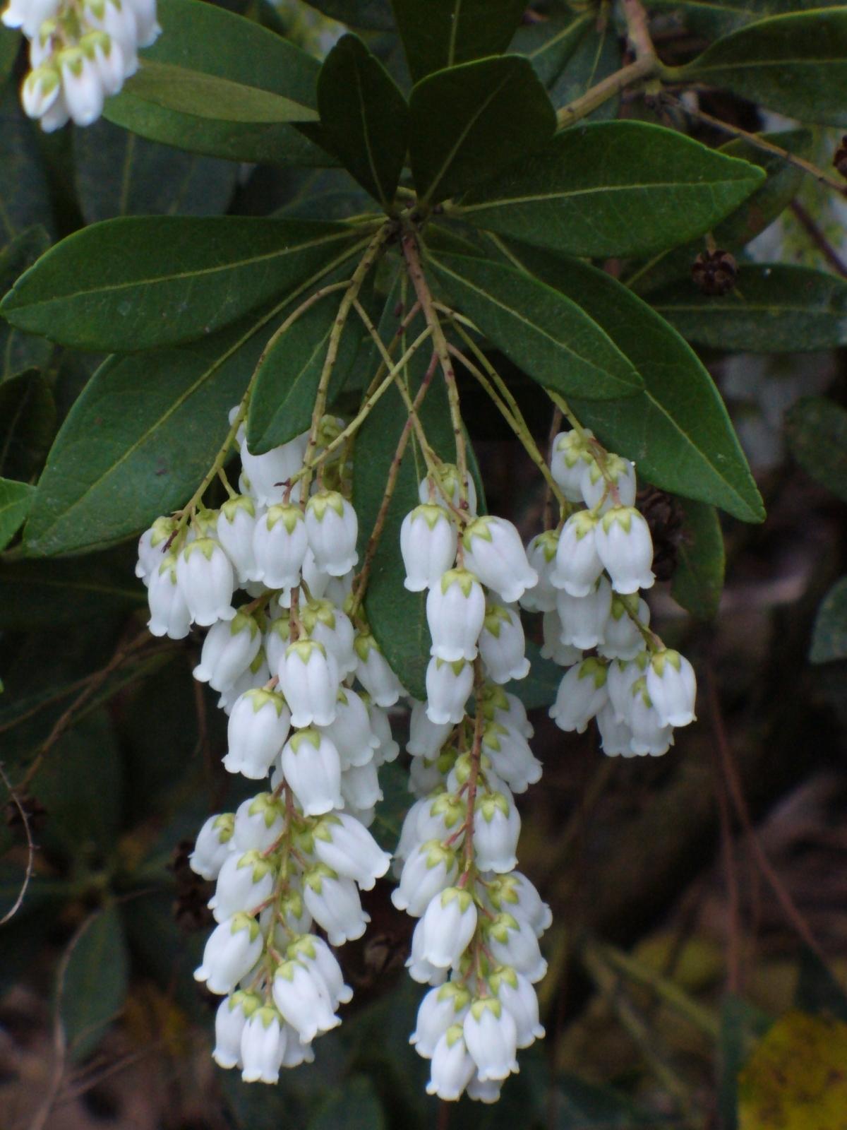 Pieris Japonica ‘Temple Bells’ (Temple Bells Pieris)