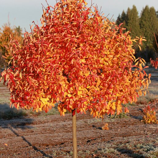 Nyssa sylvatica (Tupelo)