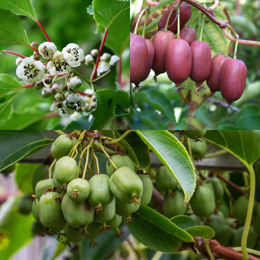 Actinidia Arguta (Kiwiberry)