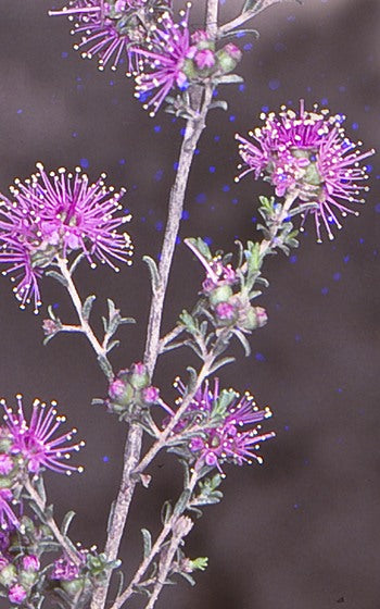 Kunzea parvifolia – Small-leaved Kunzea