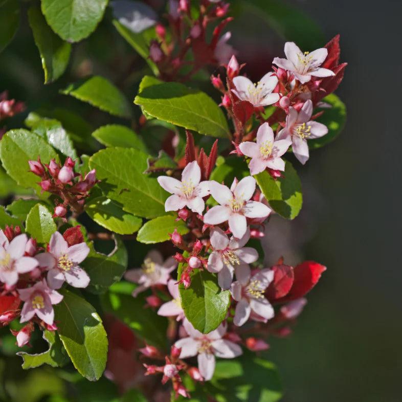Rhaphiolepis Indica ‘Hot Tips’ (Hot Tips Indian Hawthorn)