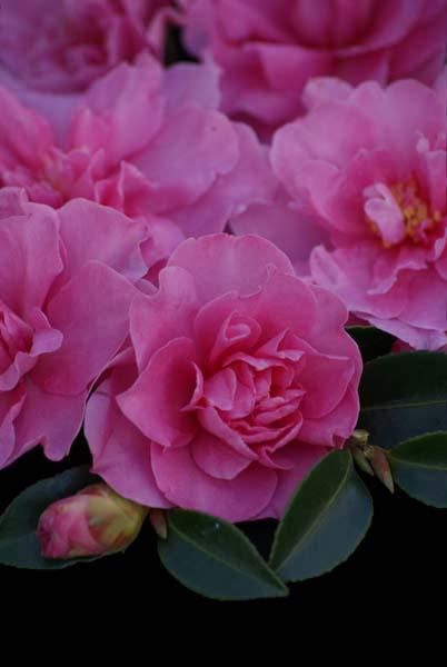 Camellia Sasanqua ‘Slimline With Love’ (Slimline With Love Camellia)