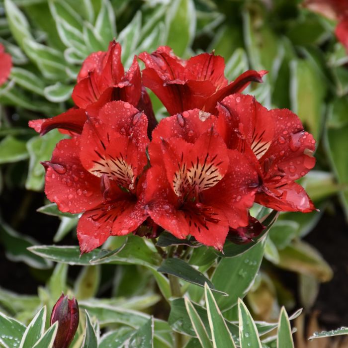 Alstroemeria Katiana (Princess Lily, Peruvian Lily)