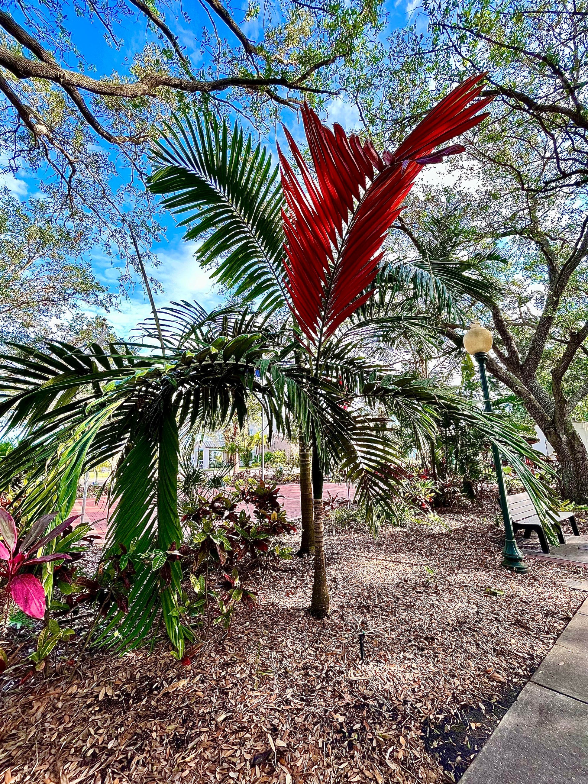 Chambeyronia Macrocarpa (Flame Thrower Palm)