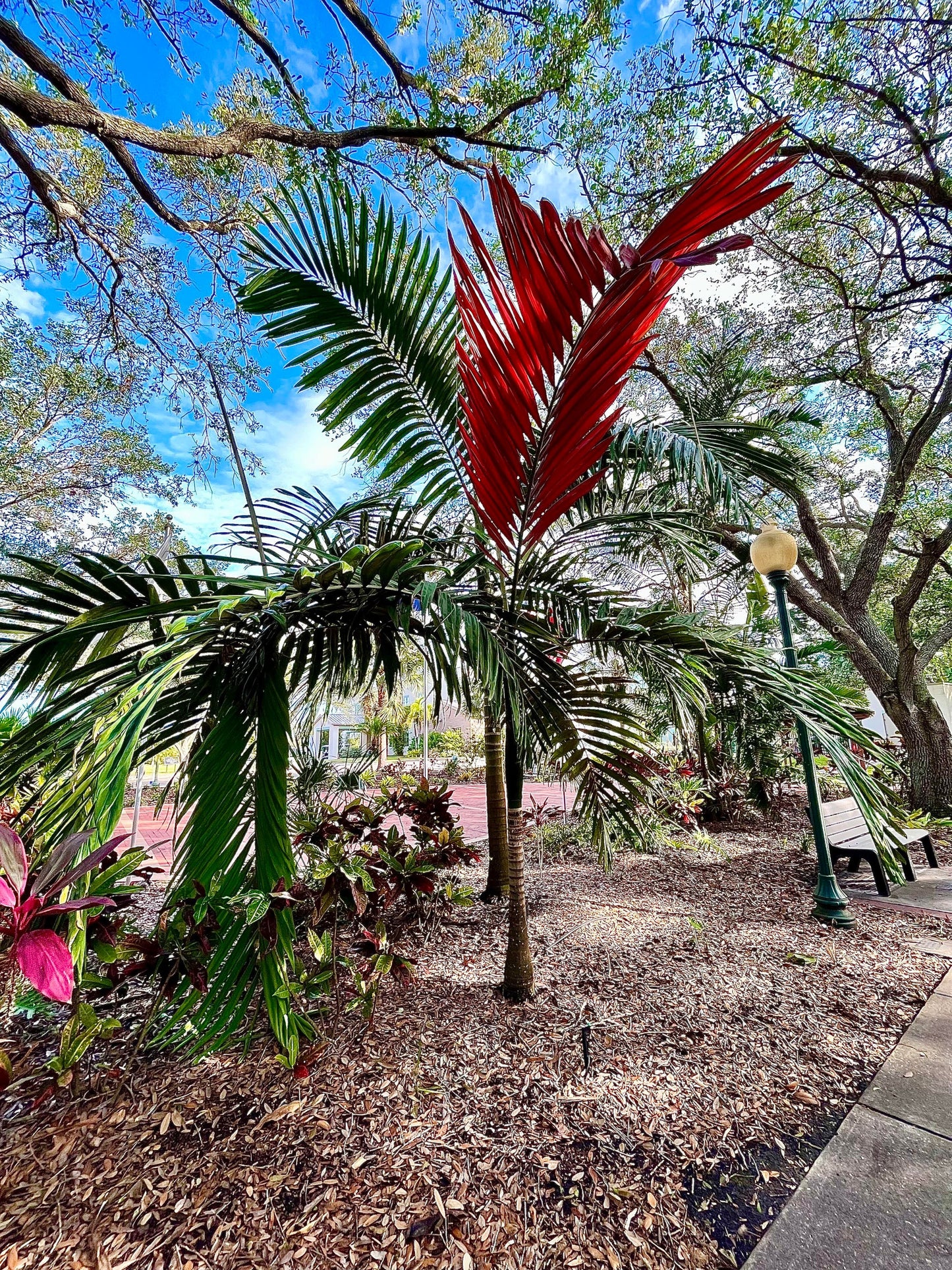 Chambeyronia Macrocarpa (Flame Thrower Palm)