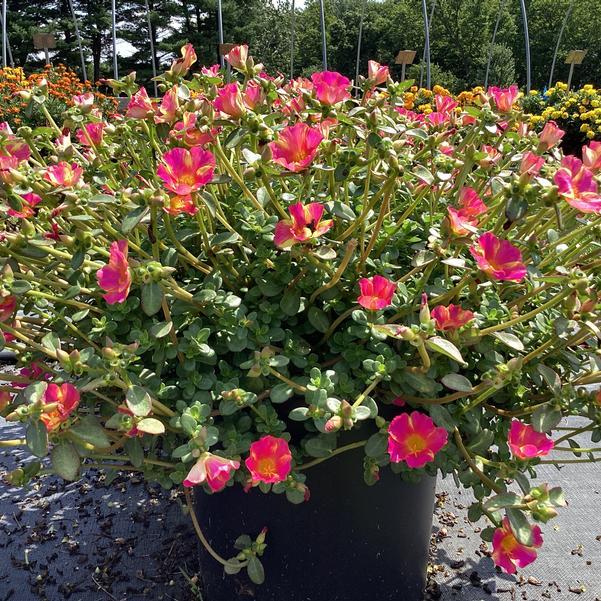 Portulaca oleracea ‘Pazzaz™ Pink Twist’ (Pink Twist Purslane)