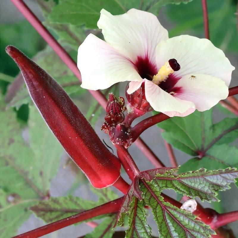 Abelmoschus Esculentus (Red Okra)