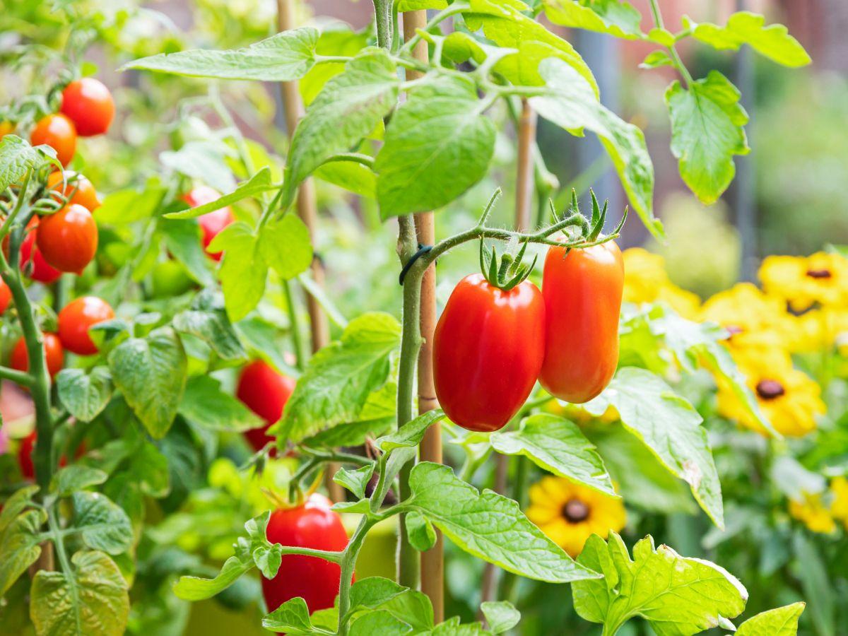 Solanum Lycopersicum (Tomato Cherry Roma)