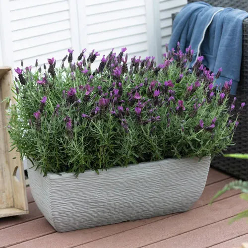 Lavandula ‘LaDiva Papillon Big Night’ (Lavender - LaDiva Papillon Big Night)