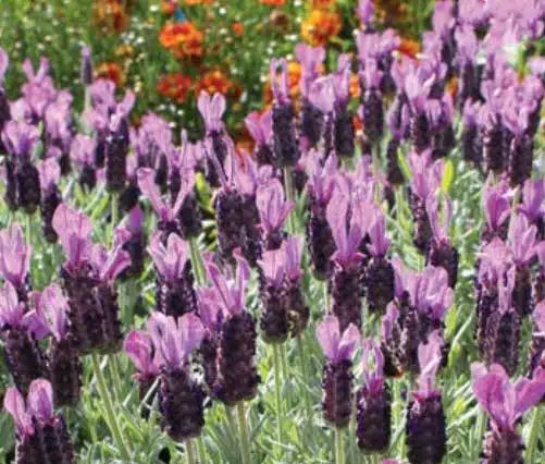 Lavandula ‘LaDiva Papillon Big Night’ (Lavender - LaDiva Papillon Big Night)