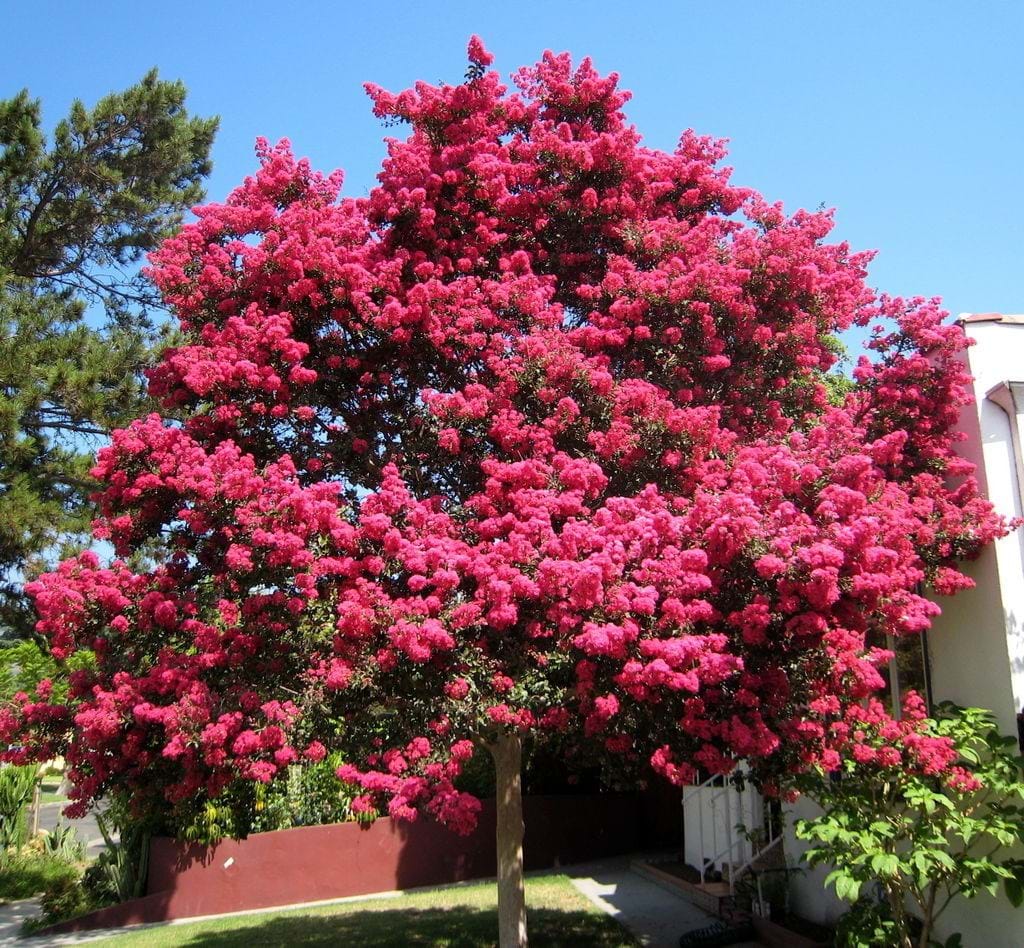 Lagerstroemia Indica (Crepe Myrtle Tuscarora)