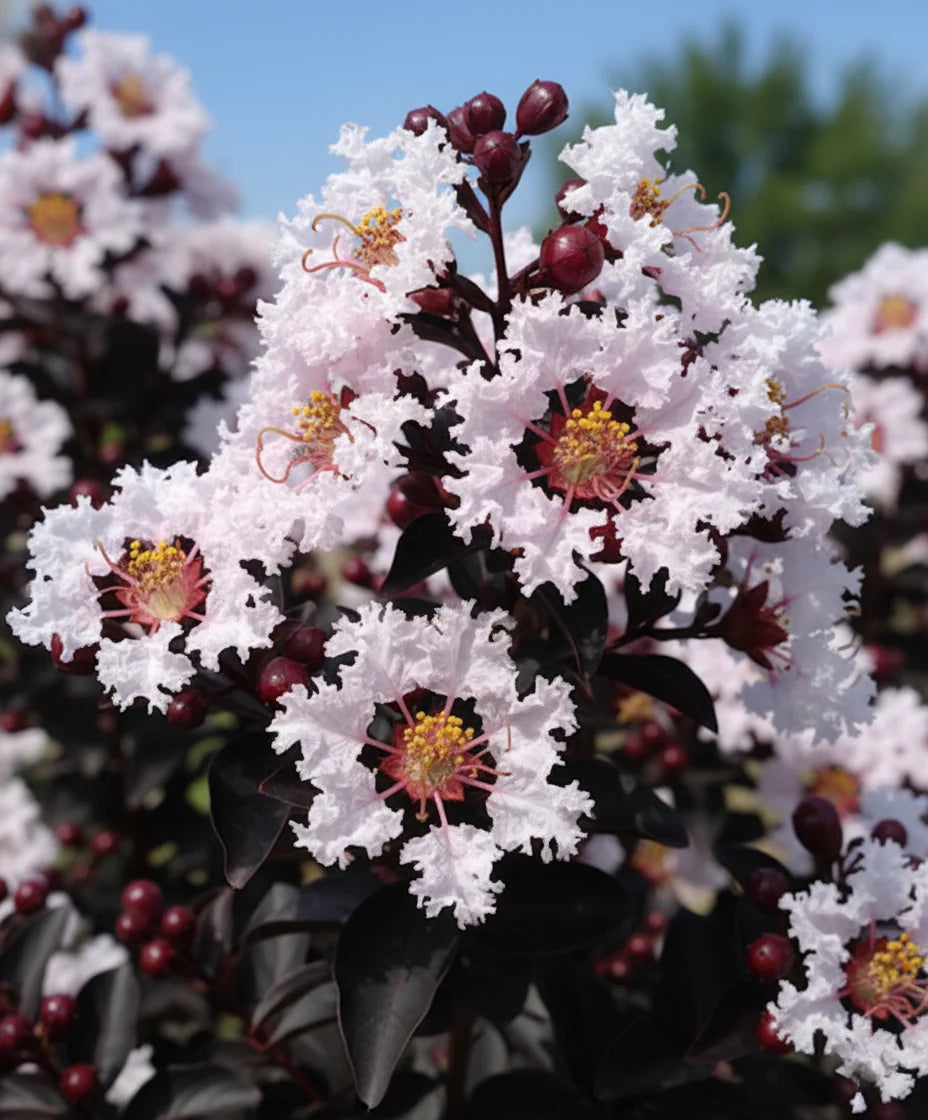 Lagerstroemia Indica ‘Diamonds In The Dark’ (Diamonds In The Dark Crepe Myrtle)