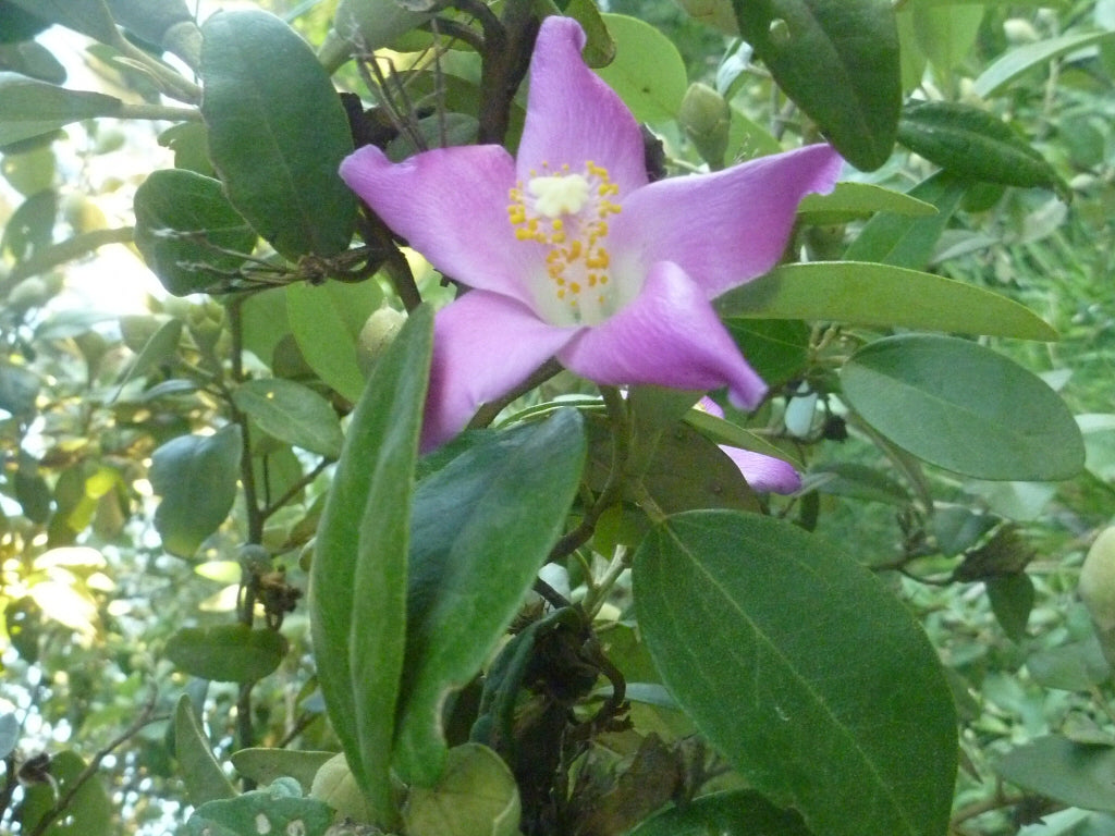 Lagunaria Patersonia (Norfolk Island Hibiscus)