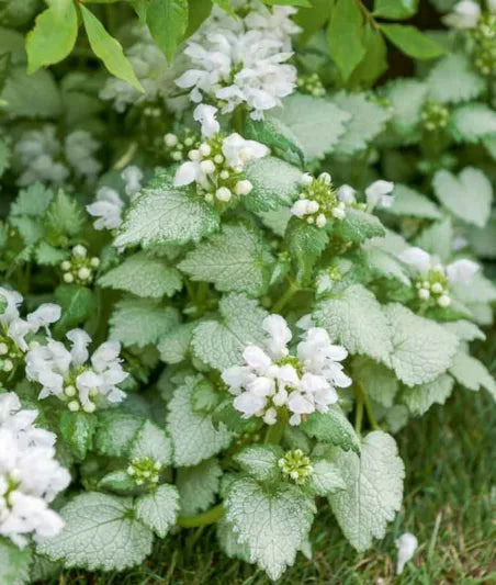 Lamium maculatum (White Nancy)
