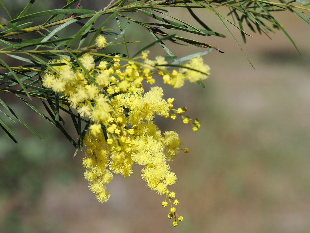 Acacia Fimbriata (Brisbane Golden Wattle)