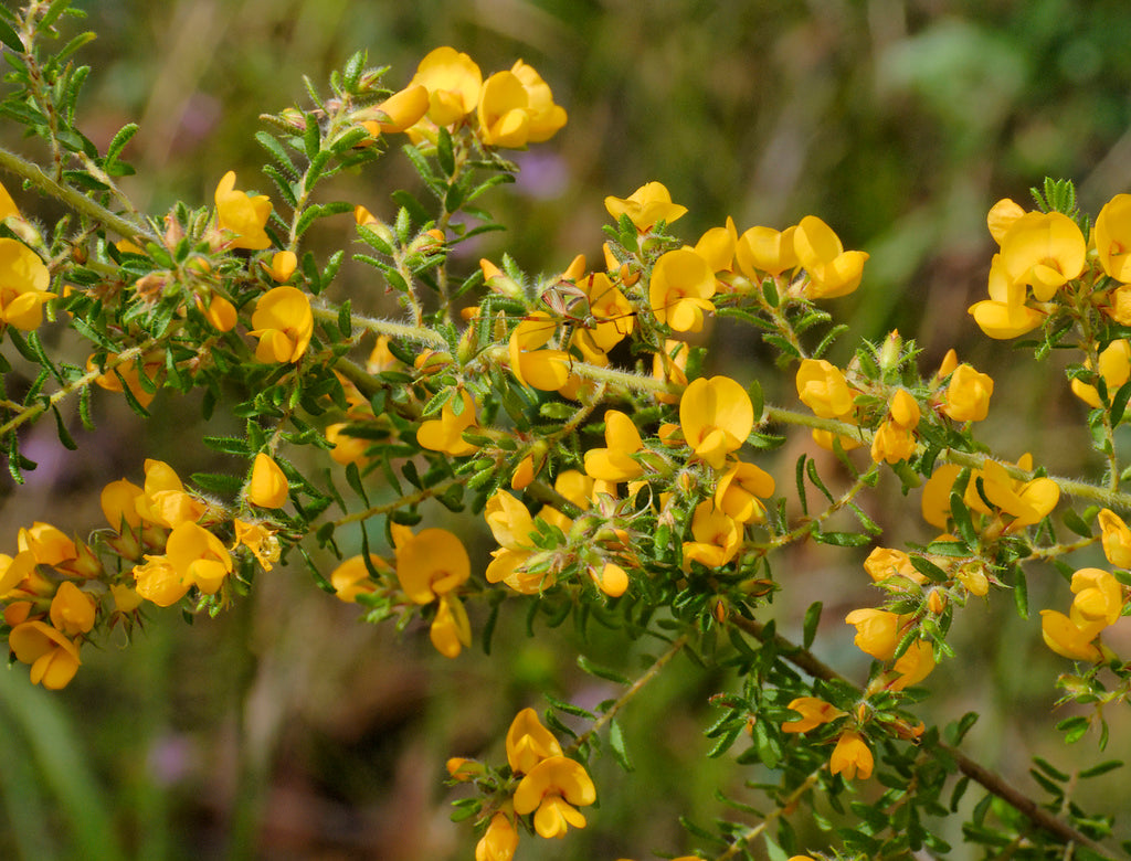 Pultenaea villosa (Hairy Bush Pea / Eggs and Bacon)