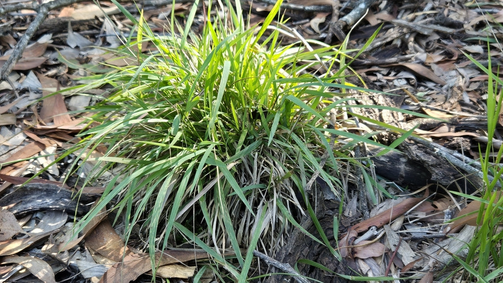 Setaria distans (Paspalidium Grass)