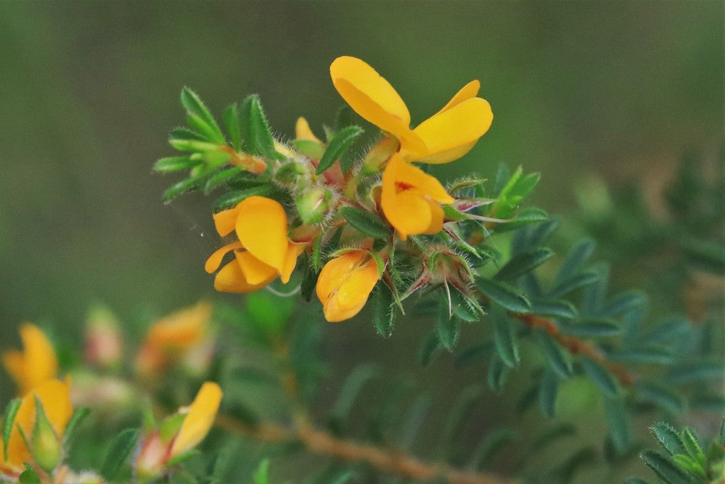 Pultenaea villosa (Hairy Bush Pea / Eggs and Bacon)