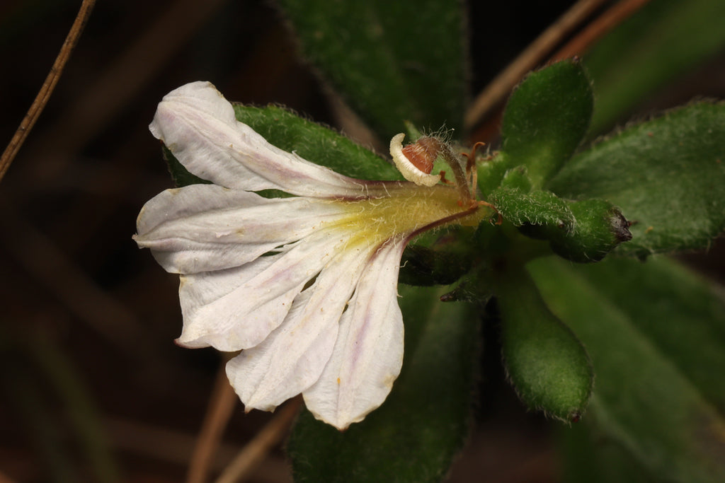 Scaevola albida (Fan Flower) – White Carpet