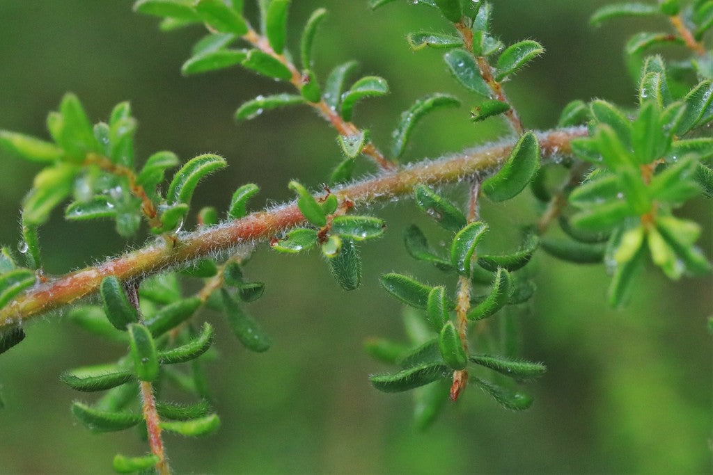Pultenaea villosa (Hairy Bush Pea / Eggs and Bacon)