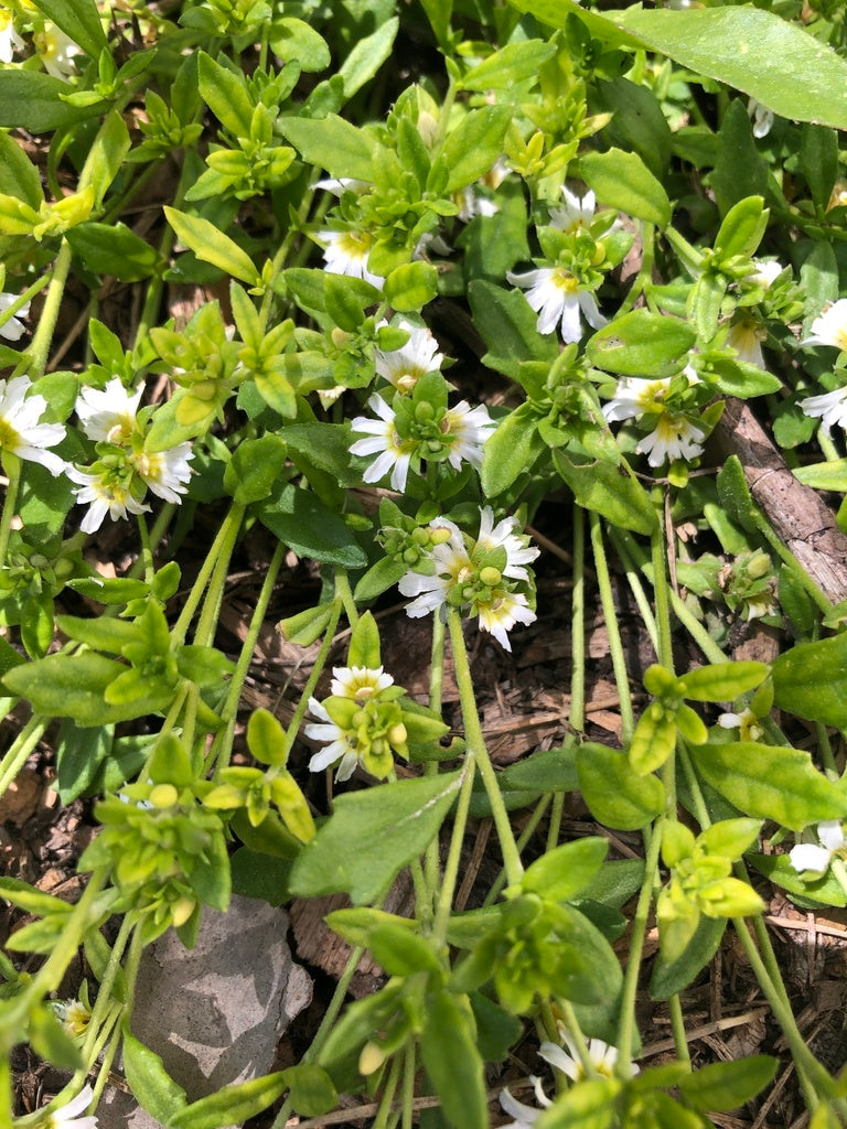 Scaevola albida (Fan Flower) – White Carpet