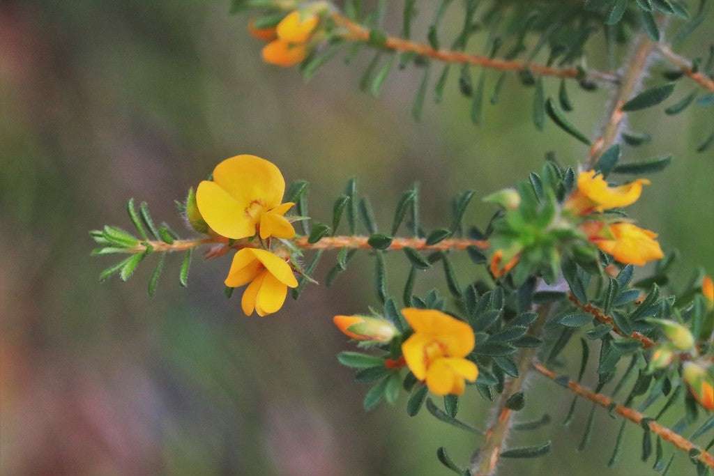 Pultenaea villosa (Hairy Bush Pea / Eggs and Bacon)