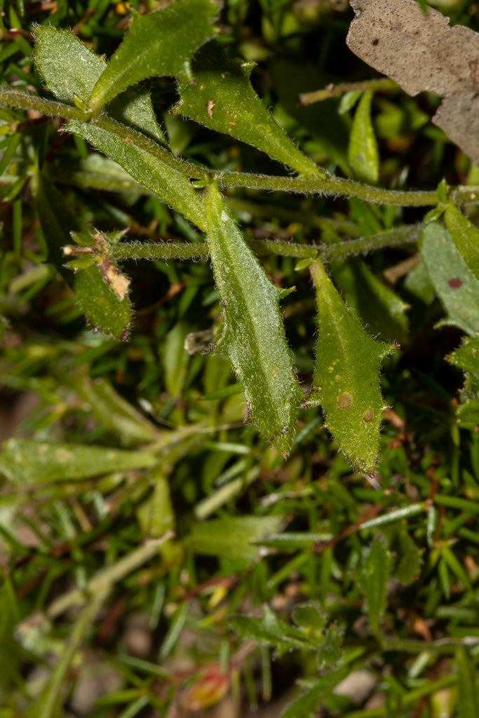 Scaevola albida (Fan Flower) – White Carpet