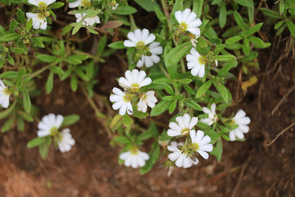 Scaevola albida (Fan Flower) – White Carpet