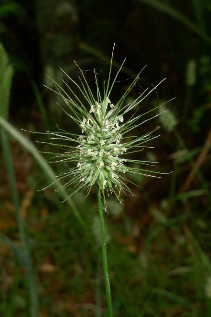 Echinopogon Ovatus (Forest Hedgehog Grass)