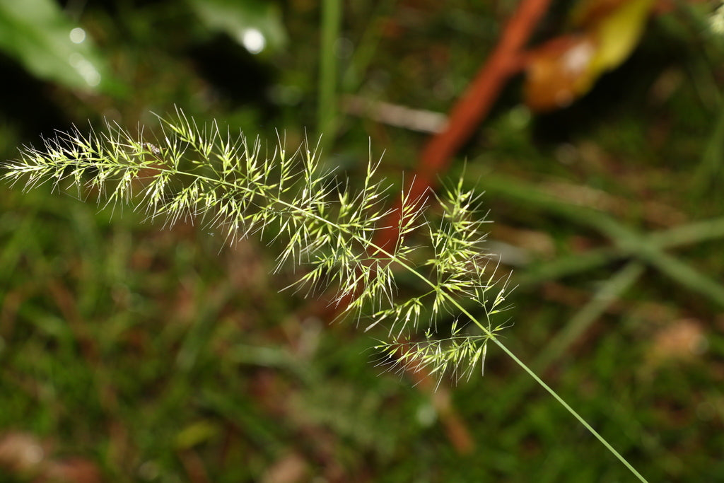 Dichelachne Micrantha (Short-Hair Plume Grass)