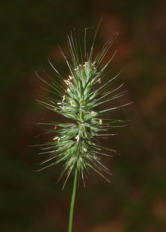 Echinopogon Ovatus (Forest Hedgehog Grass)