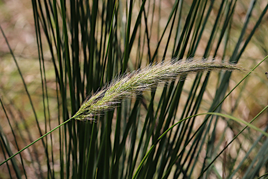 Dichelachne Micrantha (Short-Hair Plume Grass)
