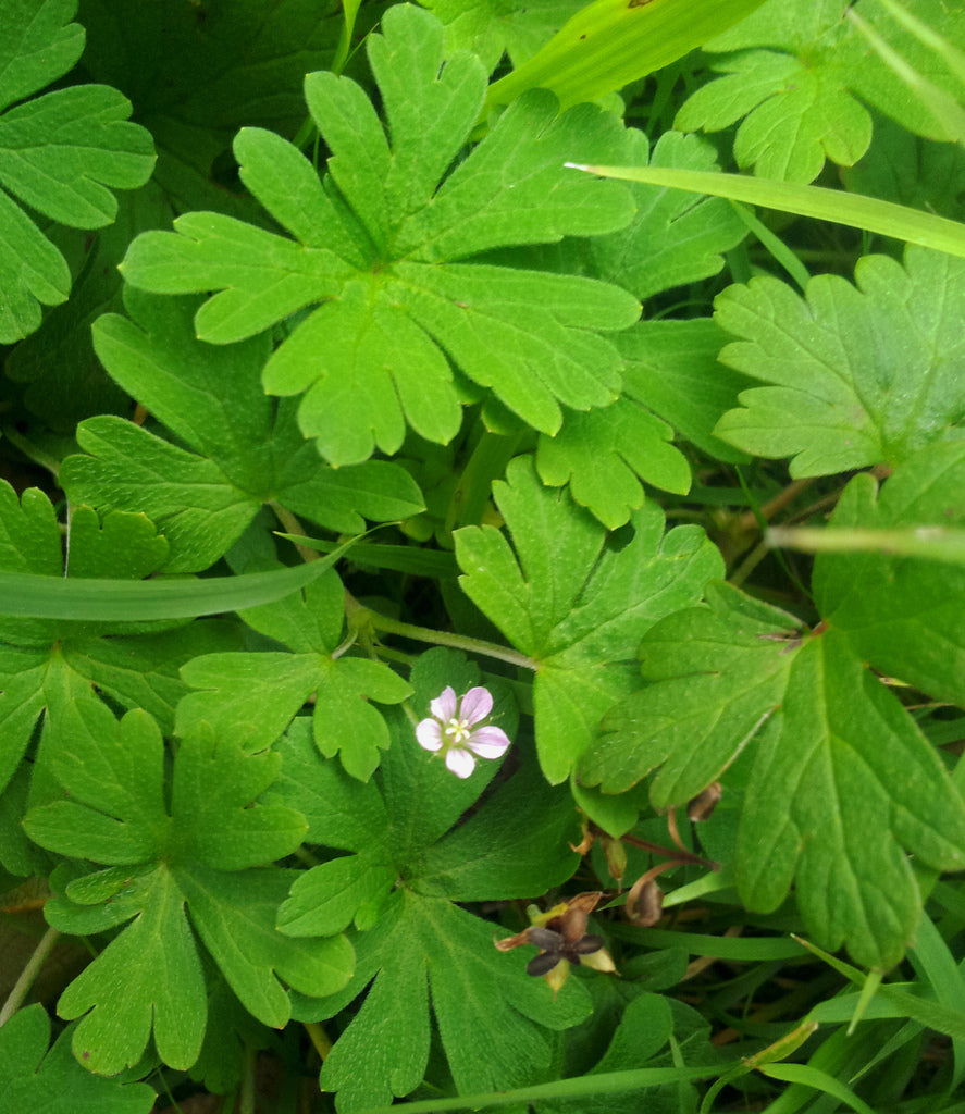 Geranium homeanum (Home’s Geranium)
