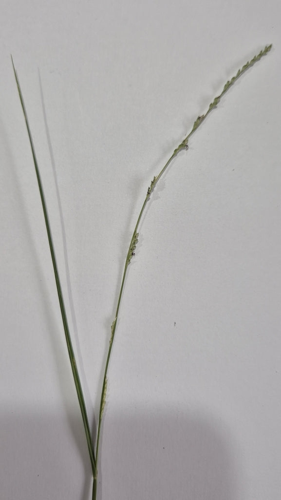 Setaria distans (Paspalidium Grass)