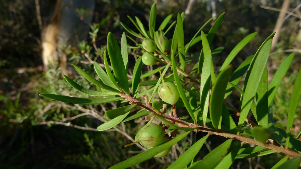 Persoonia linearis (Narrow-leaf Geebung)