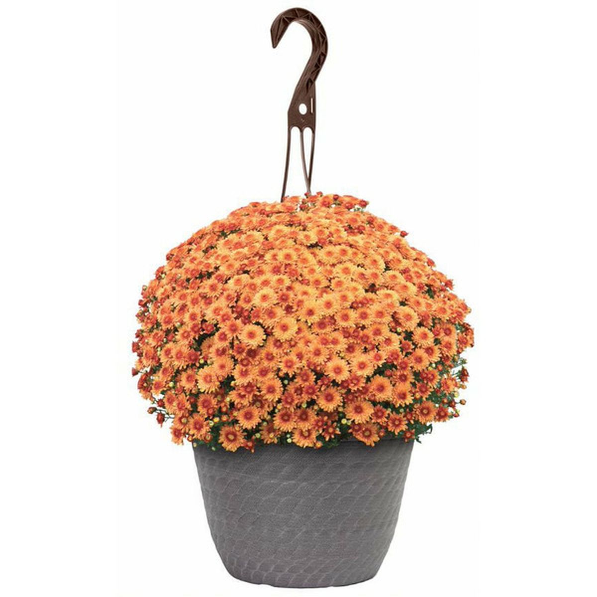 Chrysanthemum Spp. (Assorted Chrysanthemum Hanging Basket)