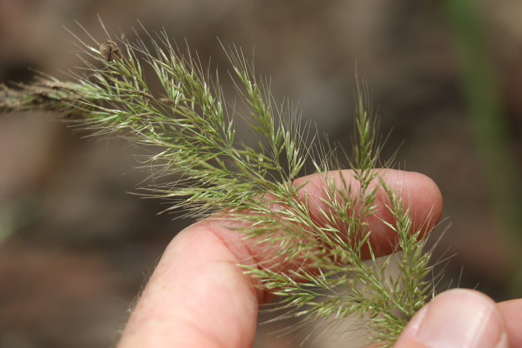 Dichelachne Micrantha (Short-Hair Plume Grass)