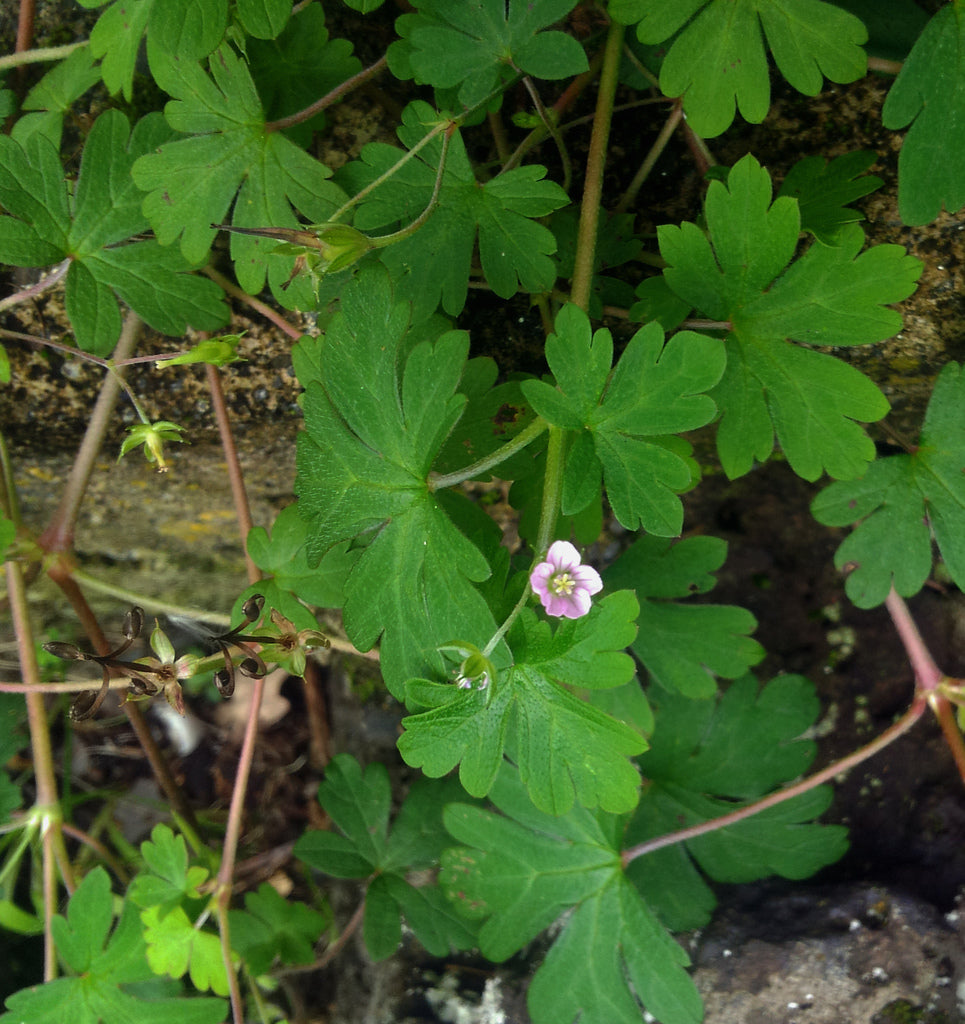 Geranium homeanum (Home’s Geranium)