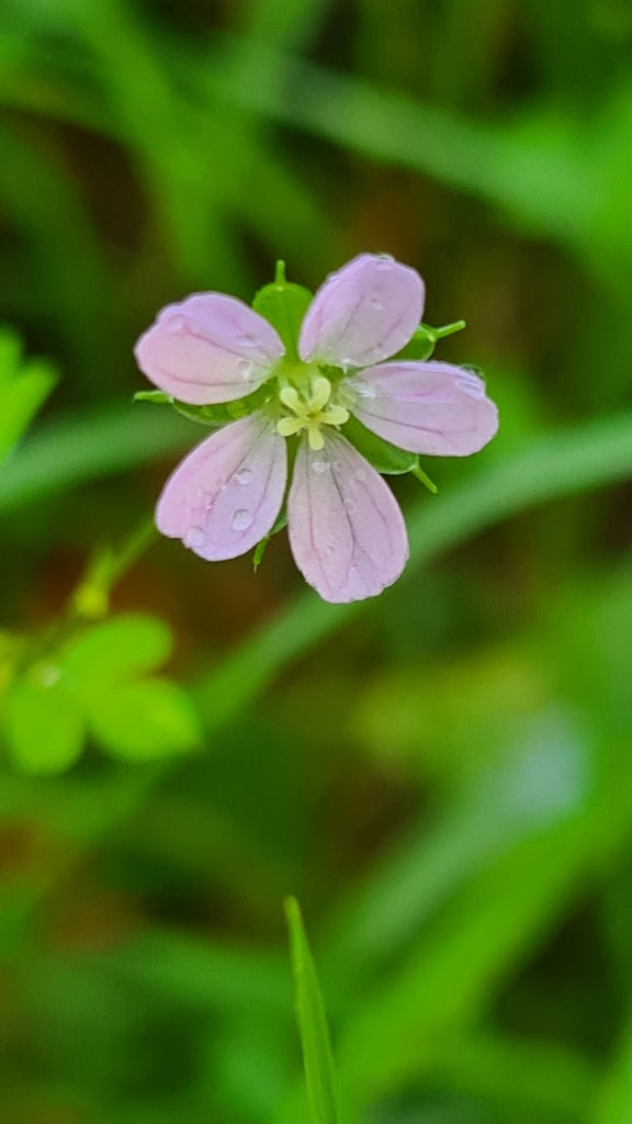 Geranium homeanum (Home’s Geranium)