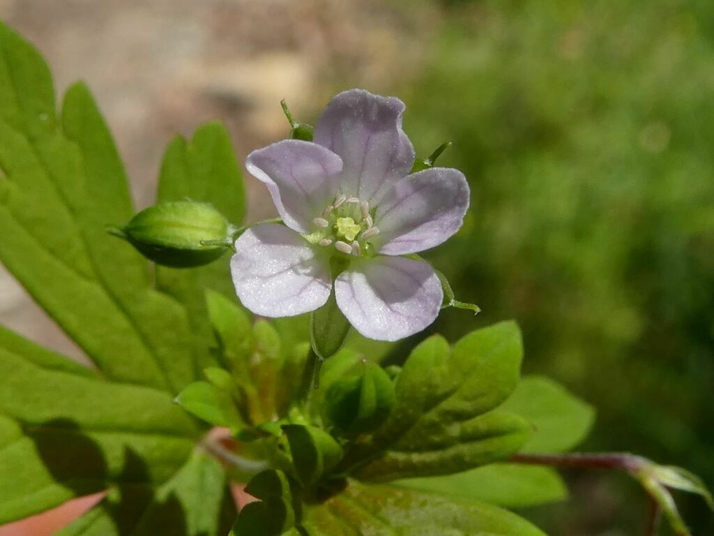Geranium homeanum (Home’s Geranium)