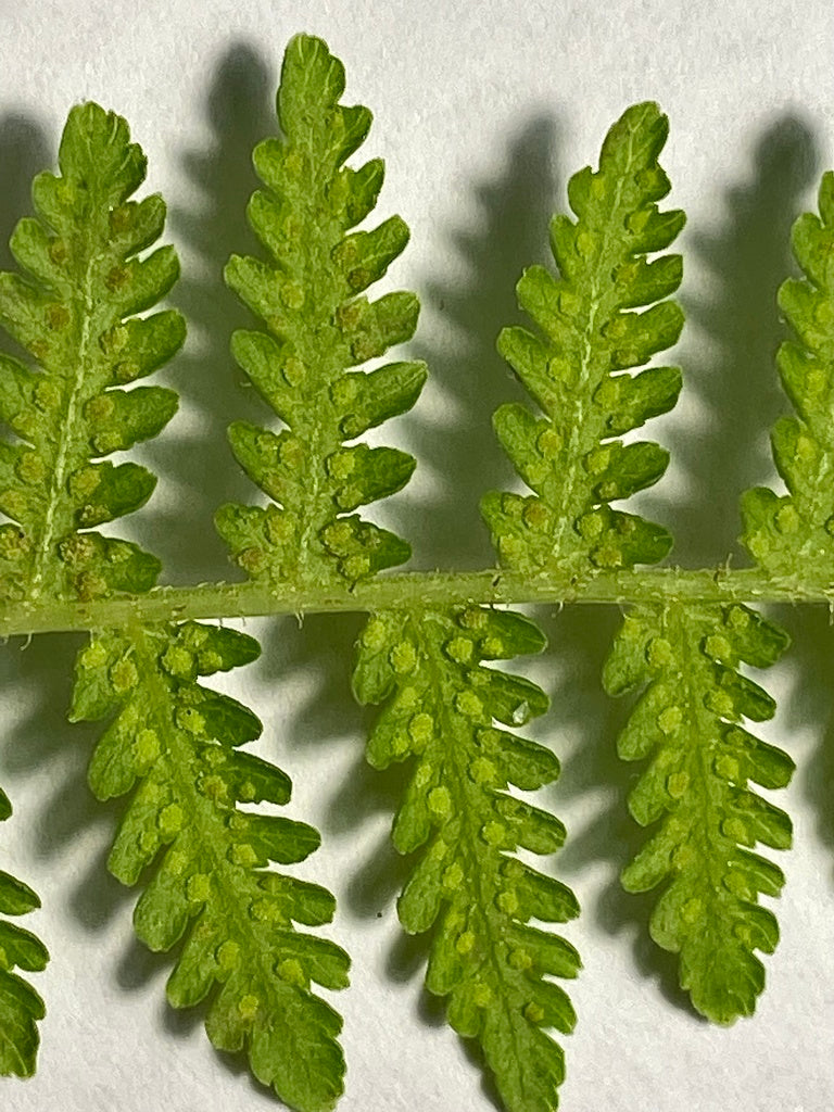 Hypolepis muelleri (Harsh Ground Fern)