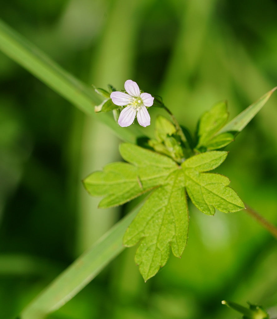 Geranium homeanum (Home’s Geranium)